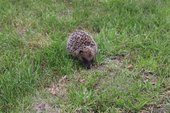 Erinaceus europaeus