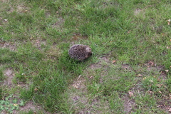 Erinaceus europaeus