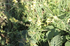 Linaria vulgaris