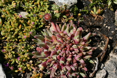 Cheiridopsis rostrata
