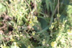 Linaria vulgaris