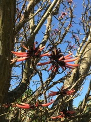 Erythrina pallida