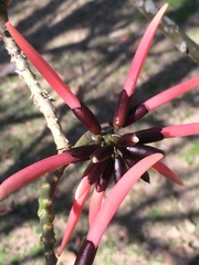 Erythrina pallida