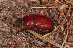 Phyllognathus excavatus