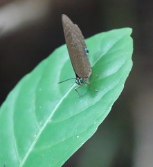Arhopala major