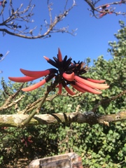 Erythrina pallida