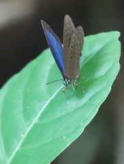 Arhopala major