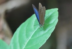 Arhopala major
