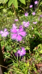 Dianthus longicalyx