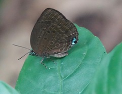 Arhopala major