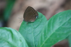 Arhopala major