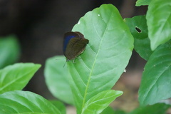 Arhopala major
