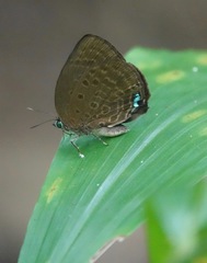 Arhopala major
