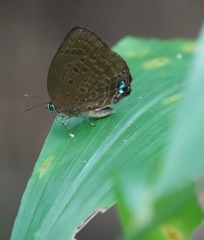Arhopala major