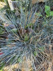Festuca glauca