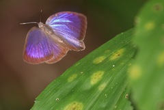 Arhopala major