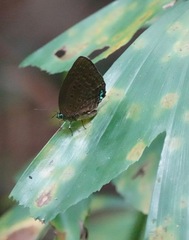 Arhopala major