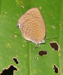 Arhopala major