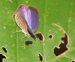Arhopala major