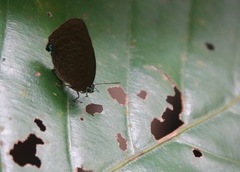 Arhopala major