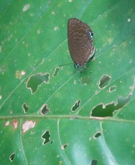 Arhopala major