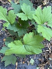 Eriocapitella × hybrida