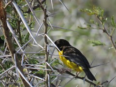 Ploceus bicolor bicolor