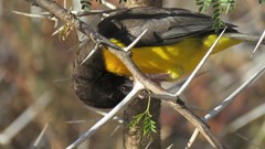 Ploceus bicolor bicolor