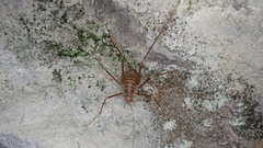 Dolichopoda
