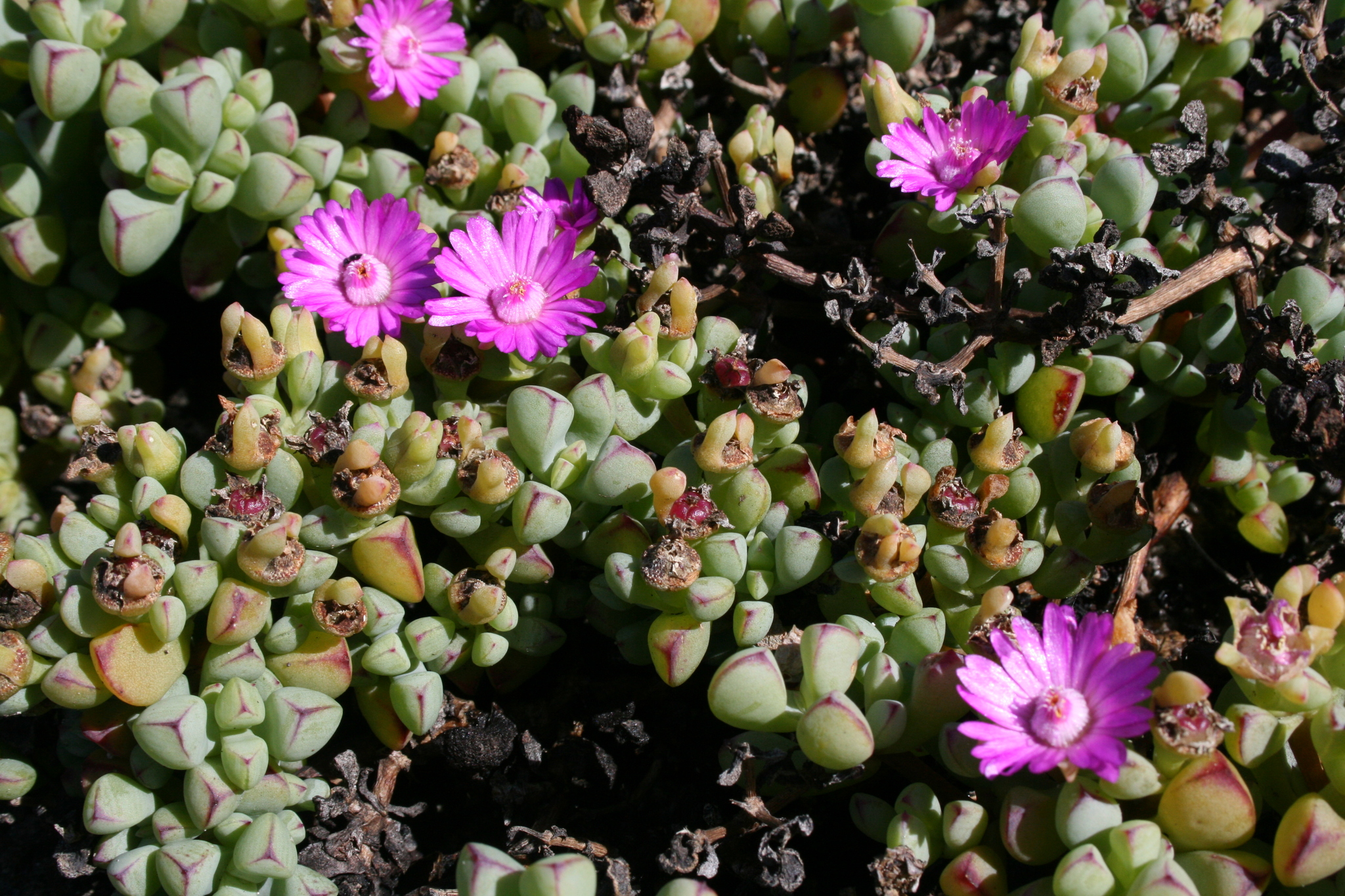 Oscularia vredenburgensis