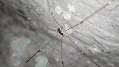 Leiobunum religiosum