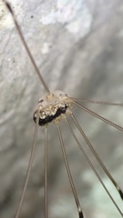 Leiobunum religiosum