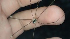 Leiobunum religiosum