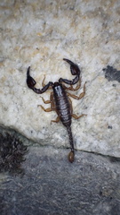 Euscorpius niciensis