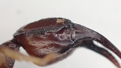 Euscorpius flavicaudis