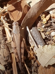 Catantops melanostictus