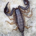 Euscorpius niciensis - Photo (c) Julien Tchilinguirian, some rights reserved (CC BY-NC), uploaded by Julien Tchilinguirian