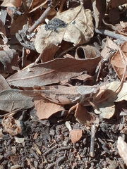 Catantops melanostictus