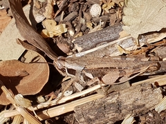 Catantops melanostictus