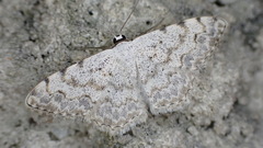 Scopula submutata