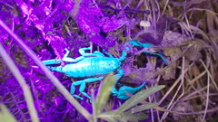 Euscorpius niciensis