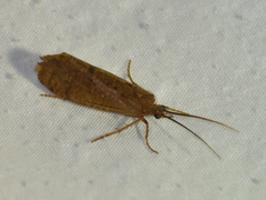 Ptilostomis ocellifera