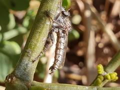 Hypenetes