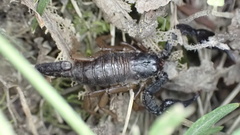 Euscorpius niciensis