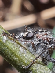 Hypenetes