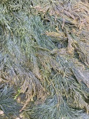 Cladophora rupestris