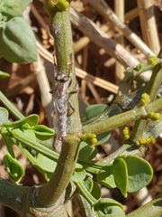 Hypenetes