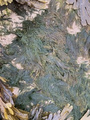 Cladophora rupestris