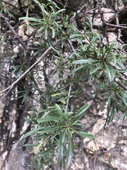 Rhamnus erythroxyloides
