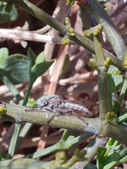 Hypenetes